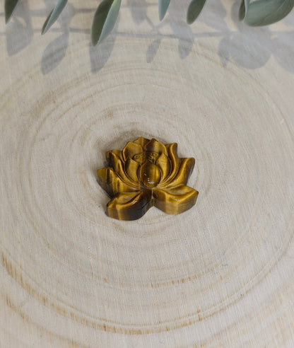 Lotus en Oeil de tigre