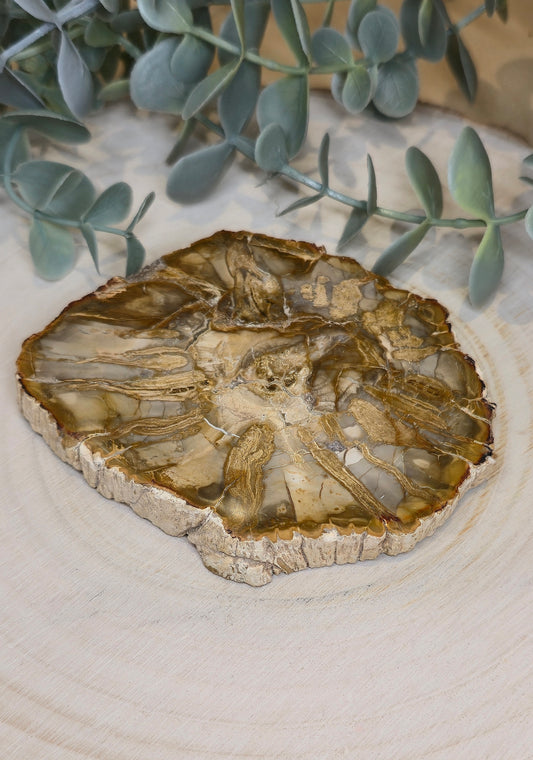 Tranche de bois pétrifié