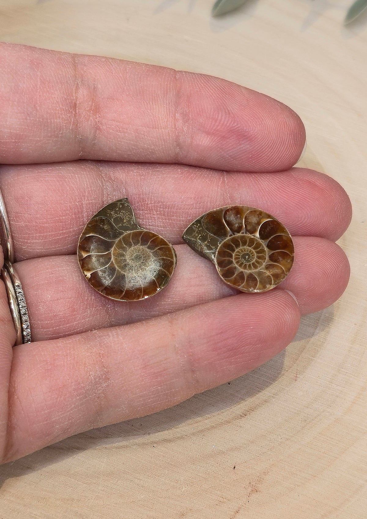 Ammonite fossile