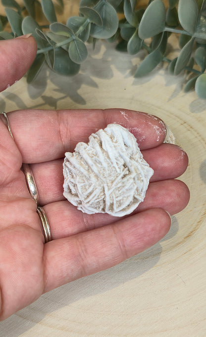 Rose des sables du Mexique