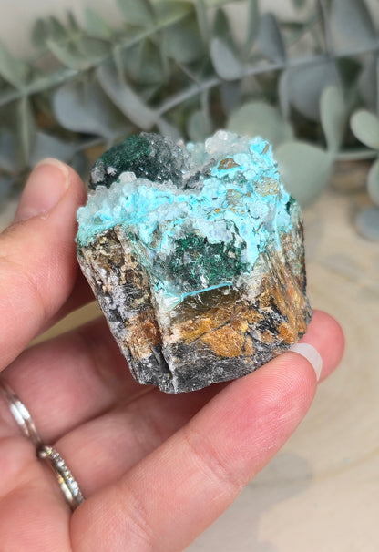 Chrysocolle brute
