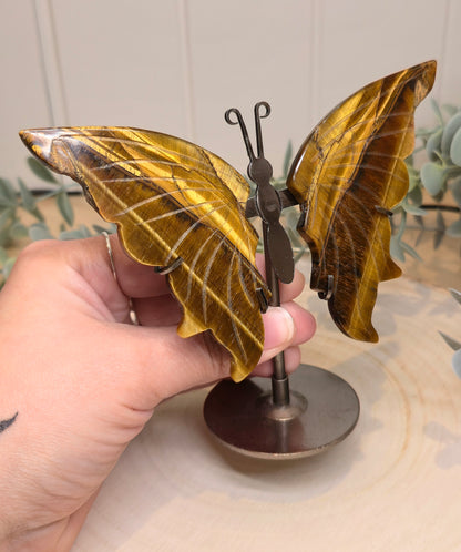 Papillon Oeil de tigre