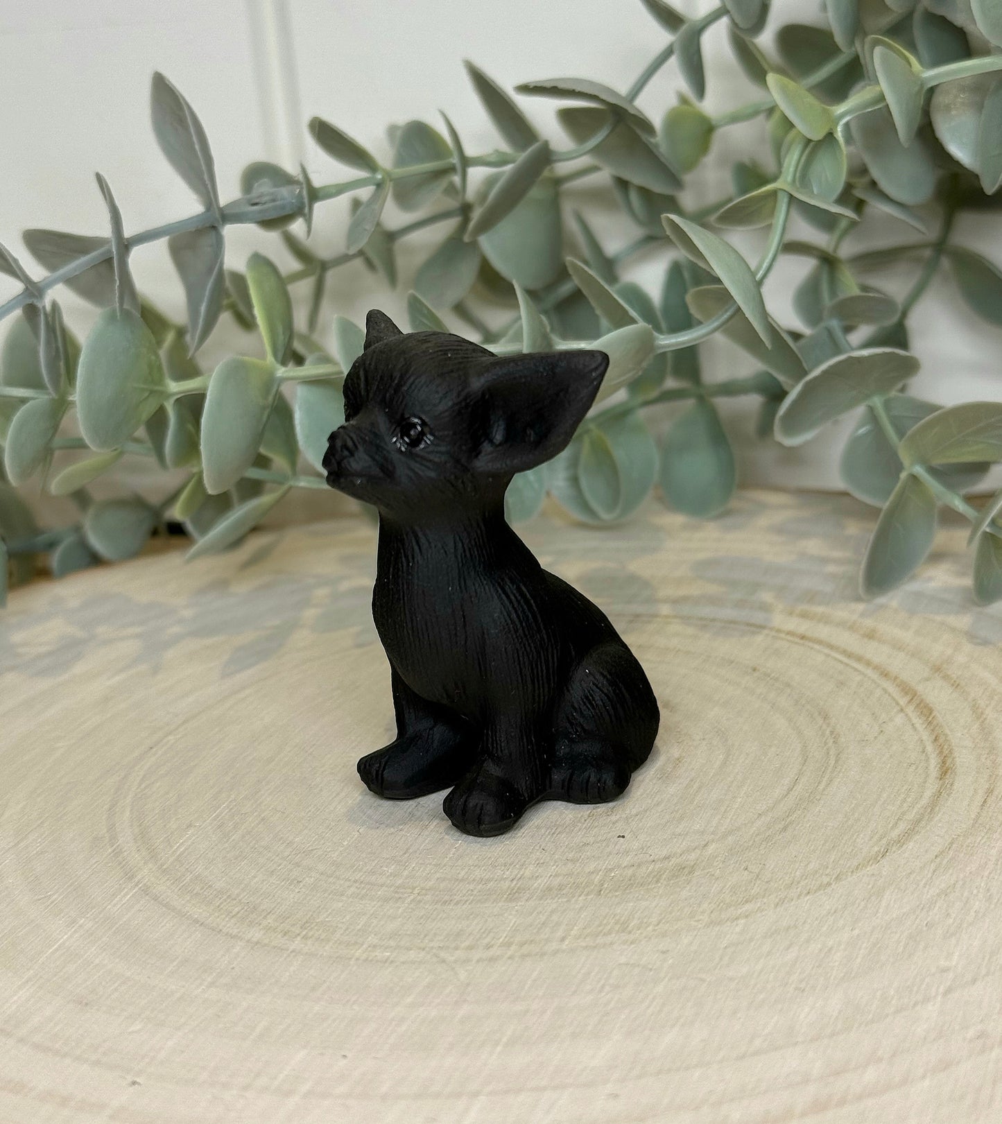 Chien Chihuahua Obsidienne