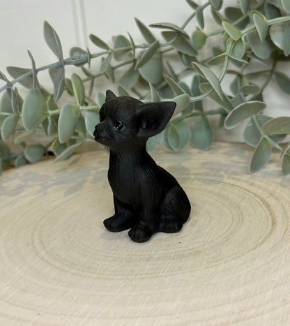 Chien Chihuahua Obsidienne