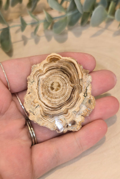 Tranche de Calcite Stalactite du Maroc