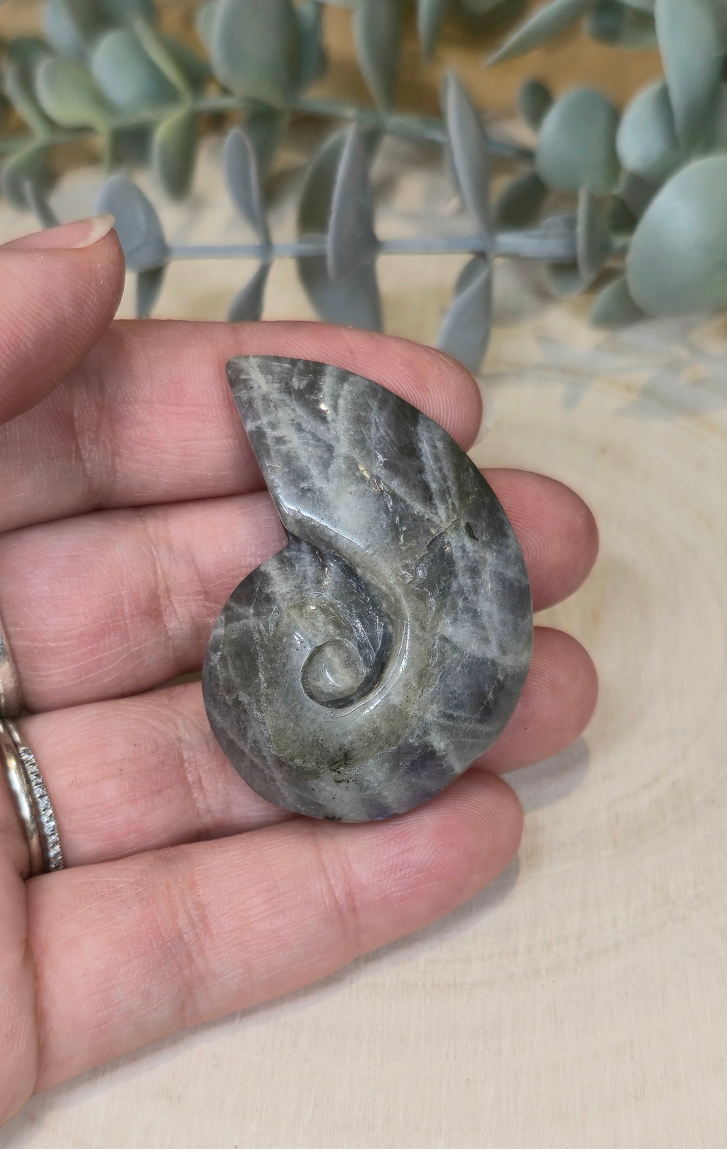 Coquille d’escargot en Labradorite