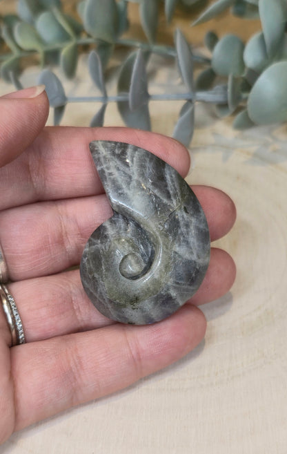 Coquille d’escargot en Labradorite