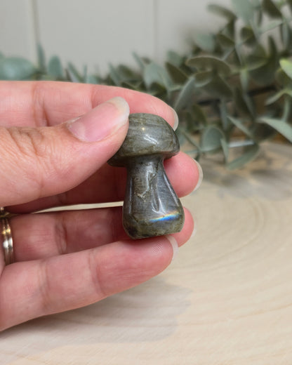 Champignon Labradorite