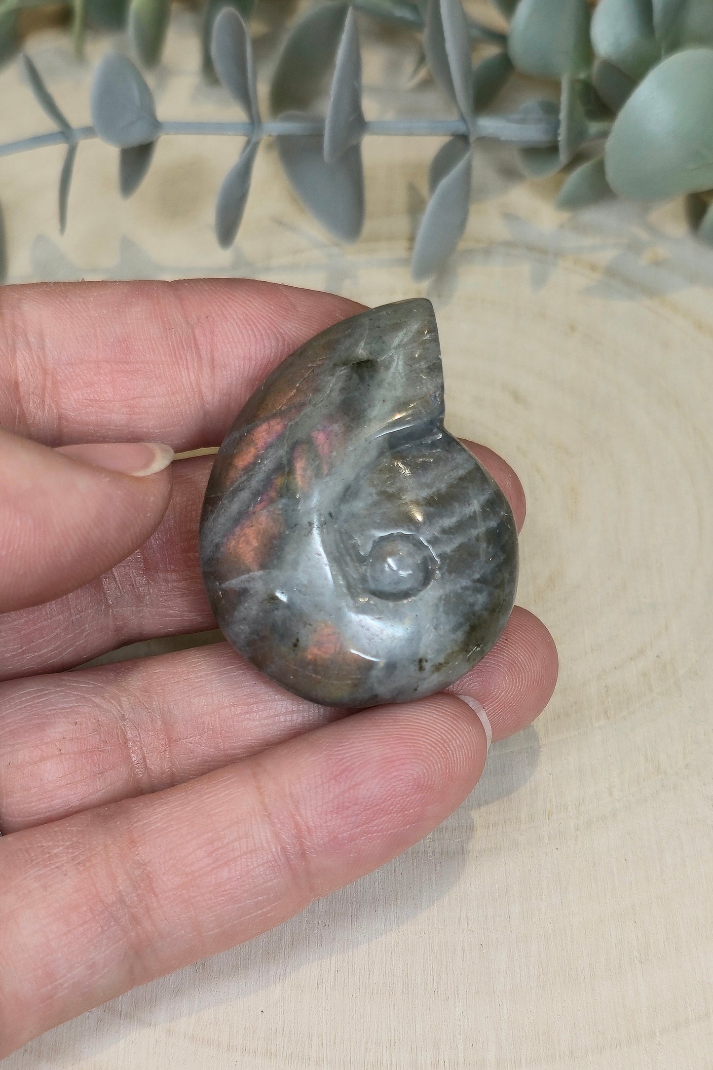 Coquille d’escargot en Labradorite