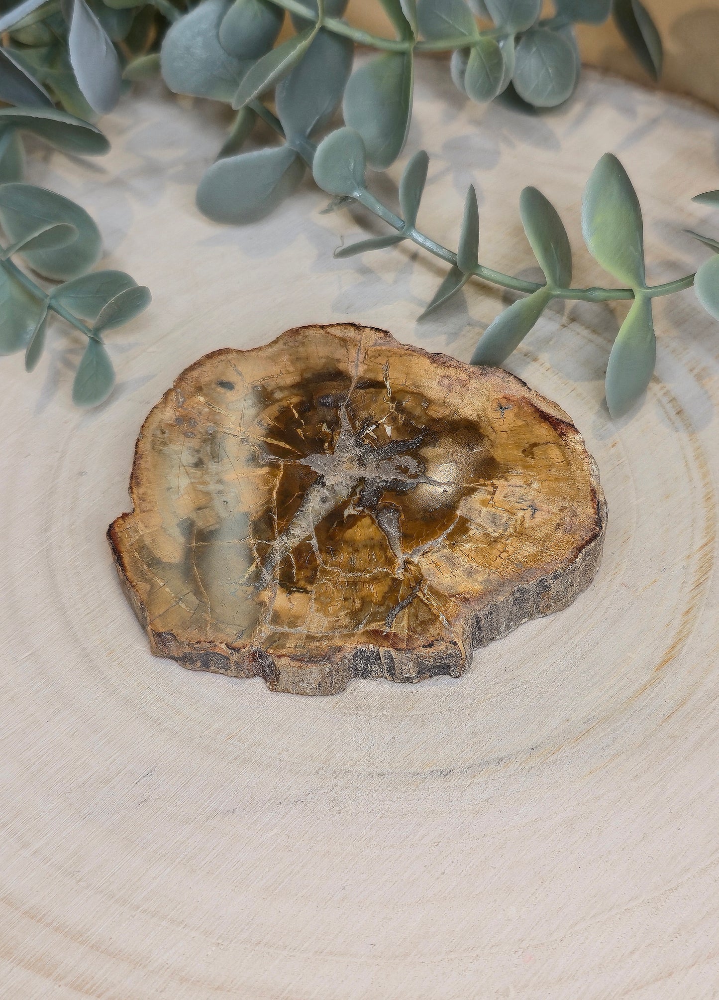 Tranche de bois pétrifié