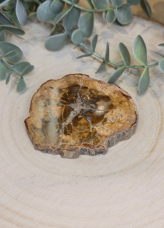 Tranche de bois pétrifié