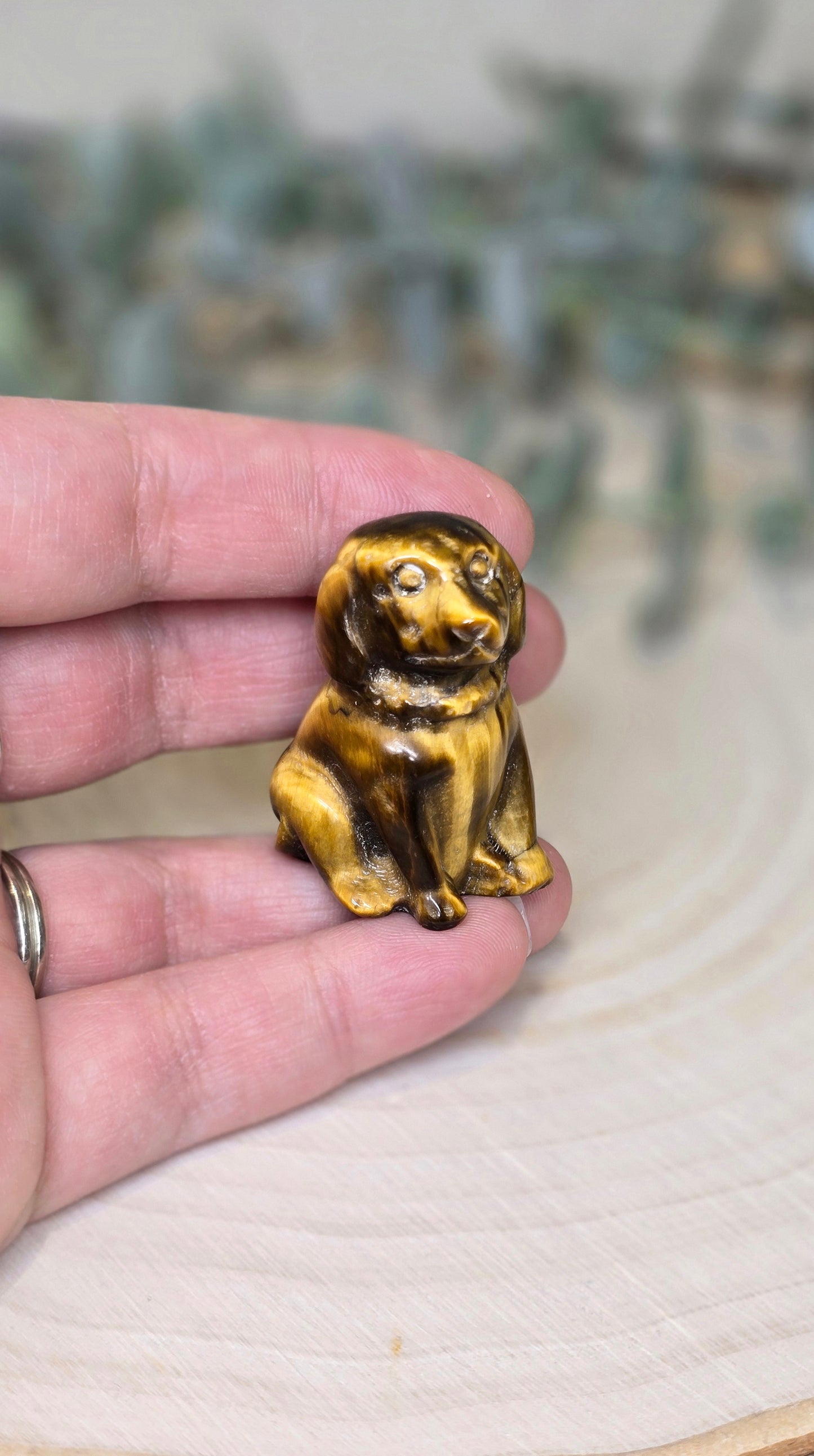Chien en Oeil de tigre