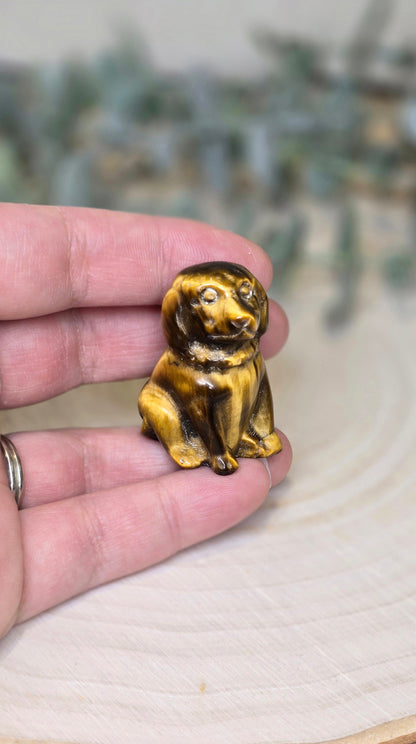 Chien en Oeil de tigre